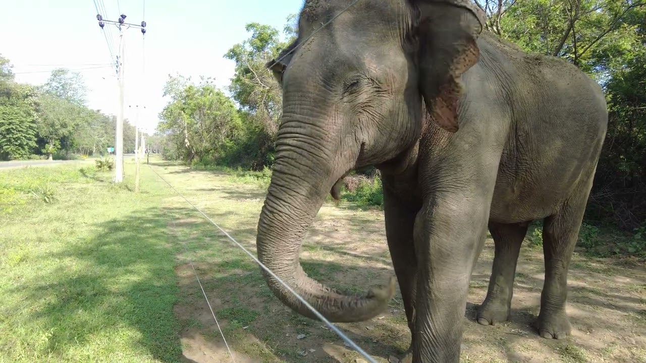 The Elephants of the Wild  #elephants #wildlife #junglegiants #majestic #nature #elephantlovers