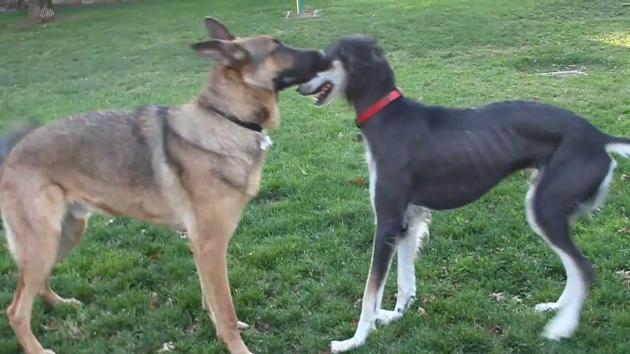 Saluki and German Shepherd at Dog Park