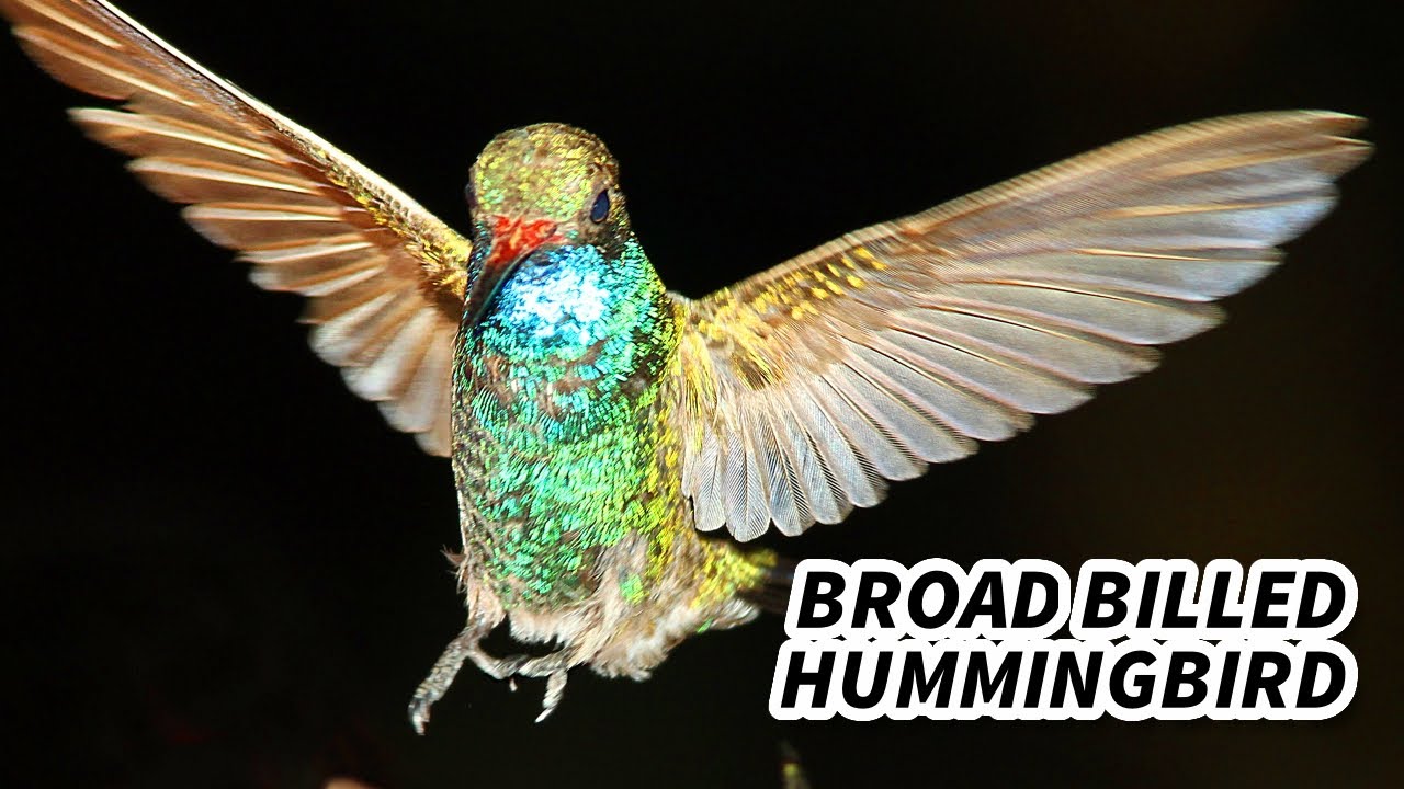 Broad-billed Hummingbird Facts | Animal Fact Files