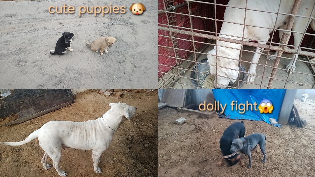 Cute puppies chor 🐶 dolly or rony ki masti 😅#mayankdogsfamily #videos #vlogsvideo #viralvideo #dogs 