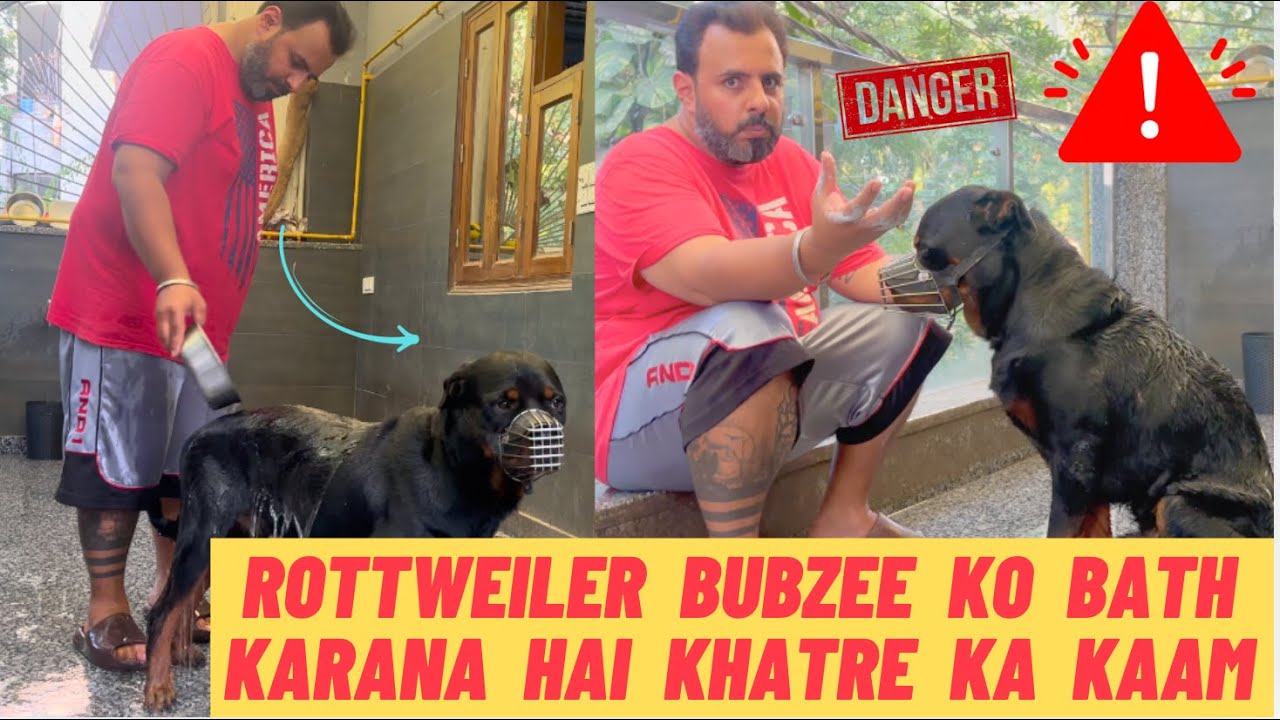 Rottweiler Bubzee Ko Bath Karaana Hai Khatre Ka Kaam: Bubzee Tried To Bite Papa While Taking Bath