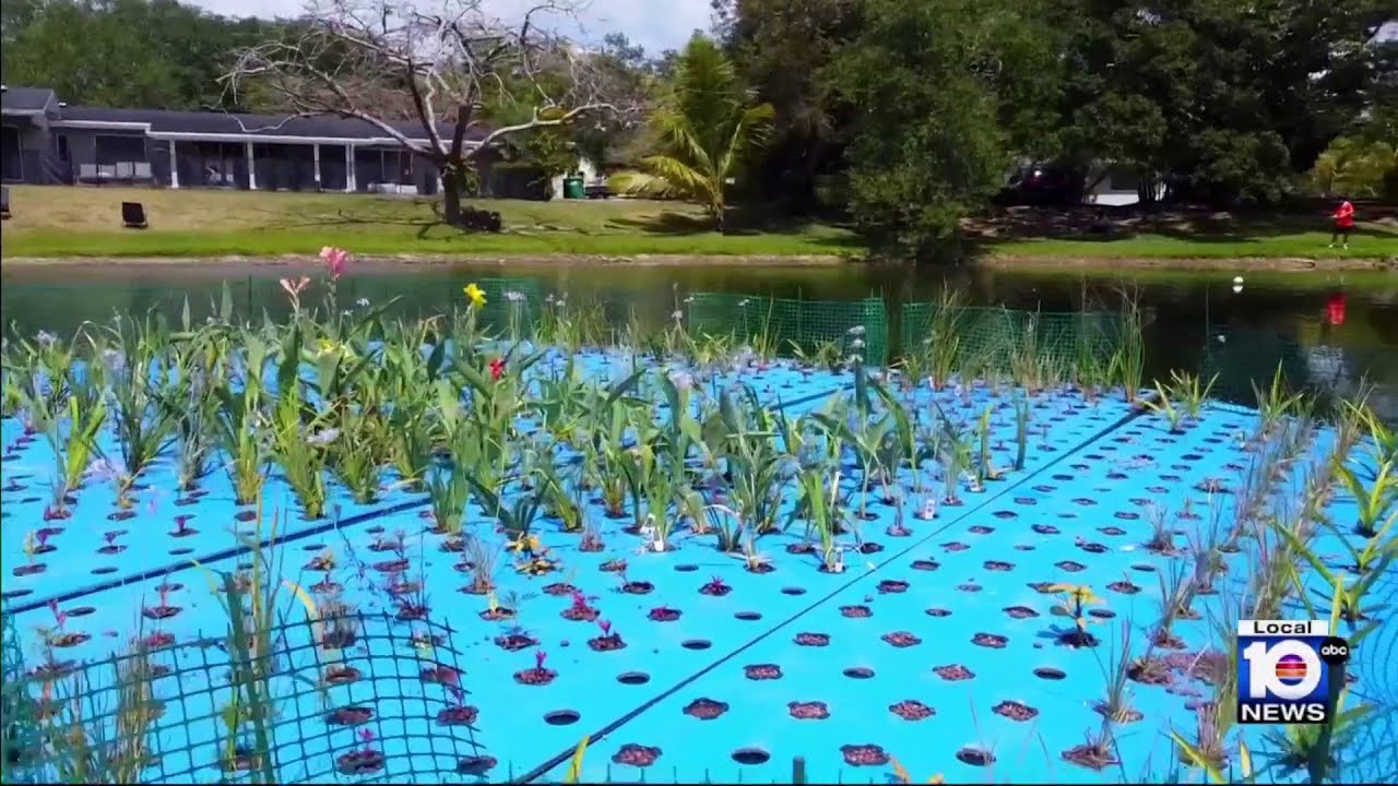Floating flower project could be newly discovered key to saving Biscayne Bay