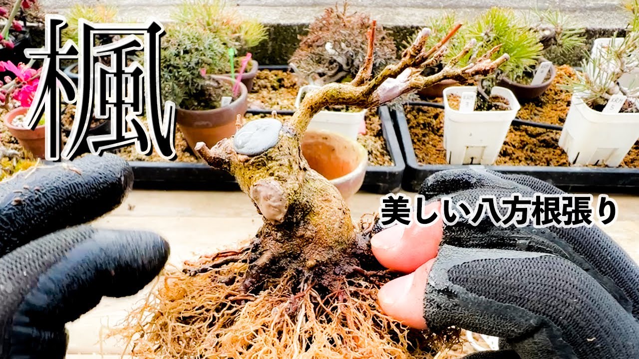 【KED14】カエデを植替えしたら予想以上の根張りが出てきてビックリした