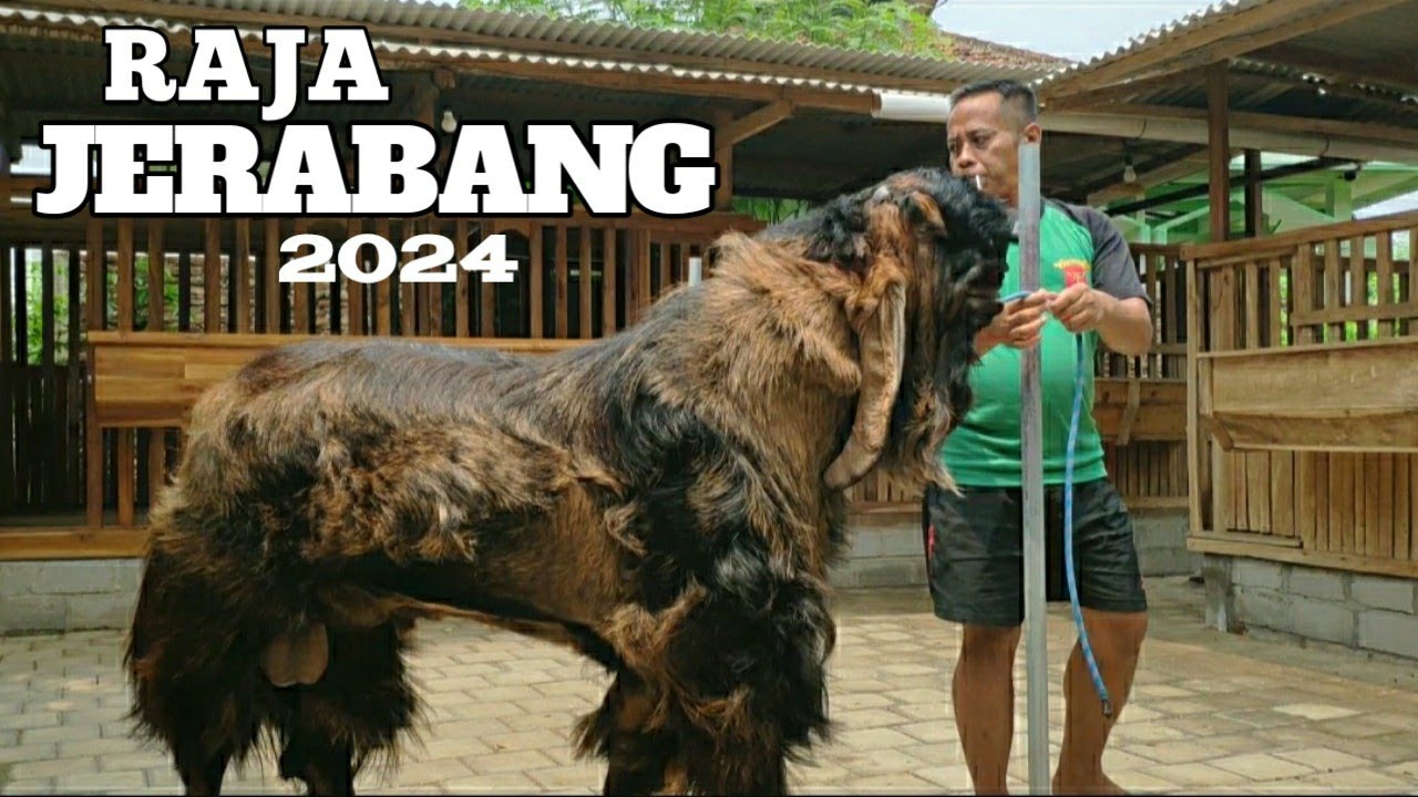 WIROSABLENG RAJA JERABANG 2024 JUARA1 A JANTAN KONTES KAMBING TULUNGAGUNG