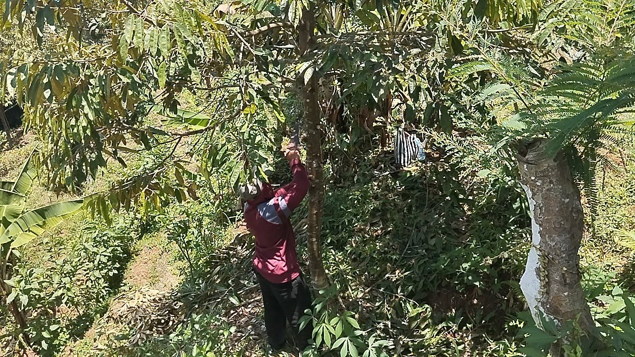 TEBANG POHON BESAR, HASILKAN DURIAN CEPAT PRODUKTIF ...!!!? 