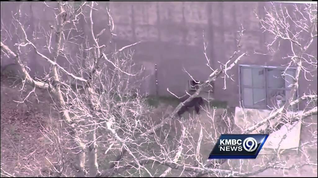 Fallen tree enables chimp escape at KC Zoo
