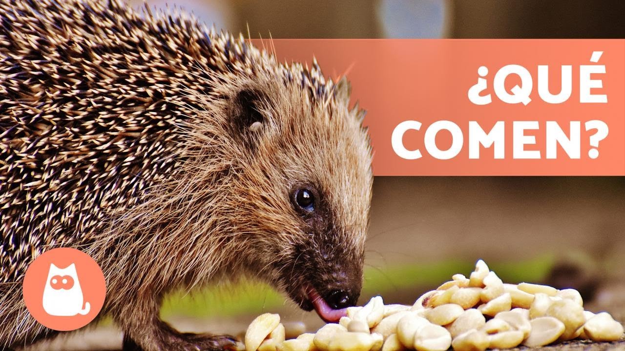 ¿Qué COME un ERIZO? 🍎🦔 ¡Alimentación de los Erizos Domésticos!