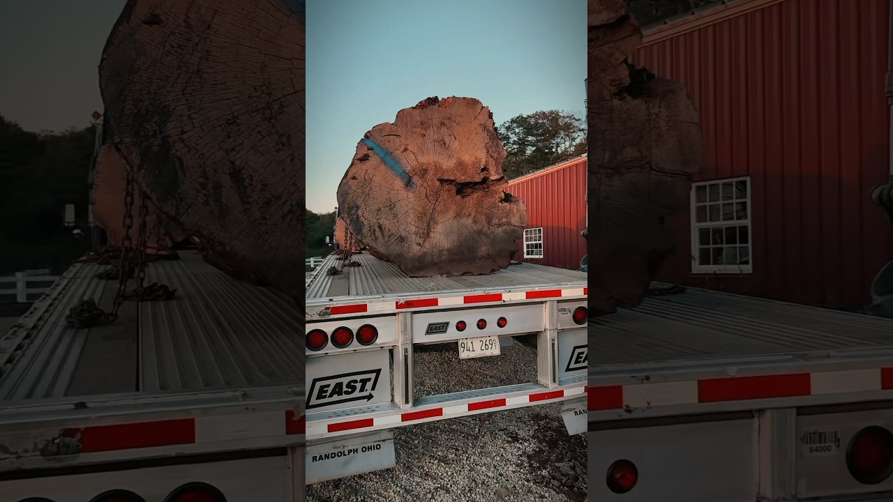 Offloading some Giant White oak logs to be milled  #lumber #sawmill #liveedge
