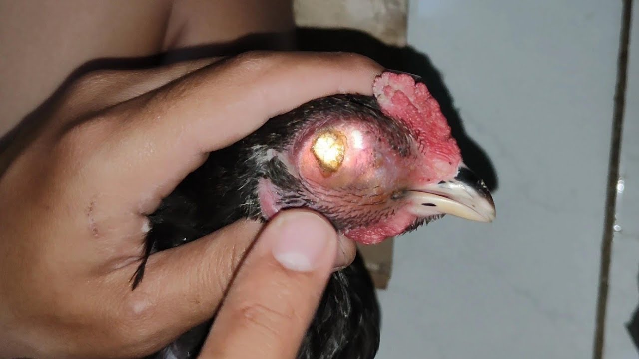 Chicken Eye Coryza Infection | Prevention