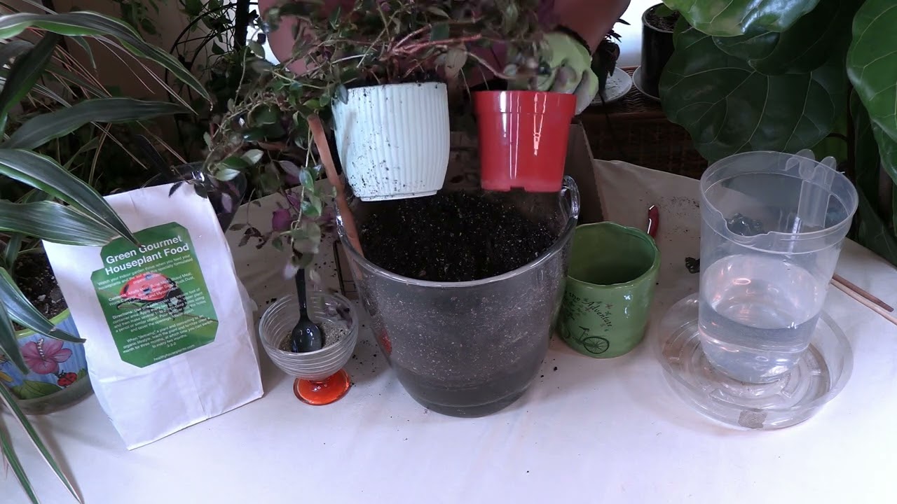 Goldfish Plant Repotting / Get Blooms!
