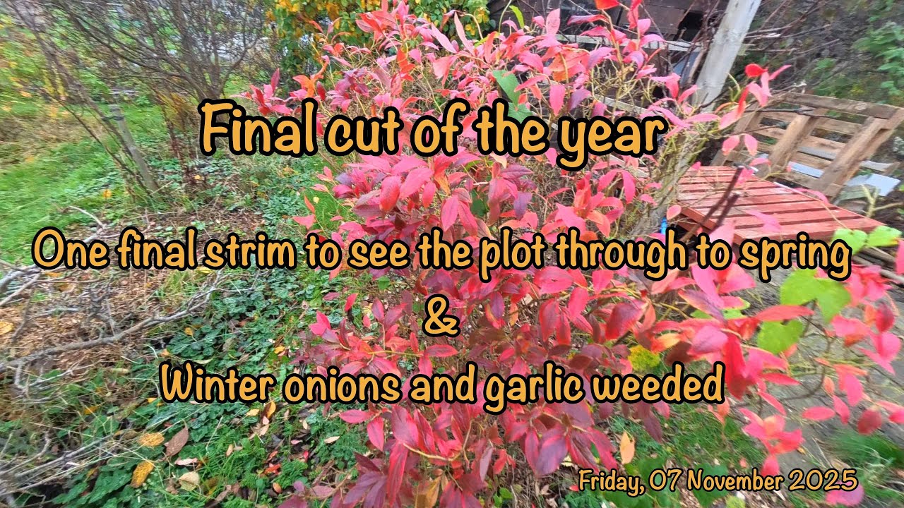 2025-11-07-Final cut of the year until spring & weeding winter onions and garlic 