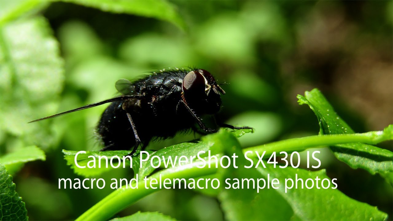 Canon PowerShot SX430 IS Macro & Telemacro Shots