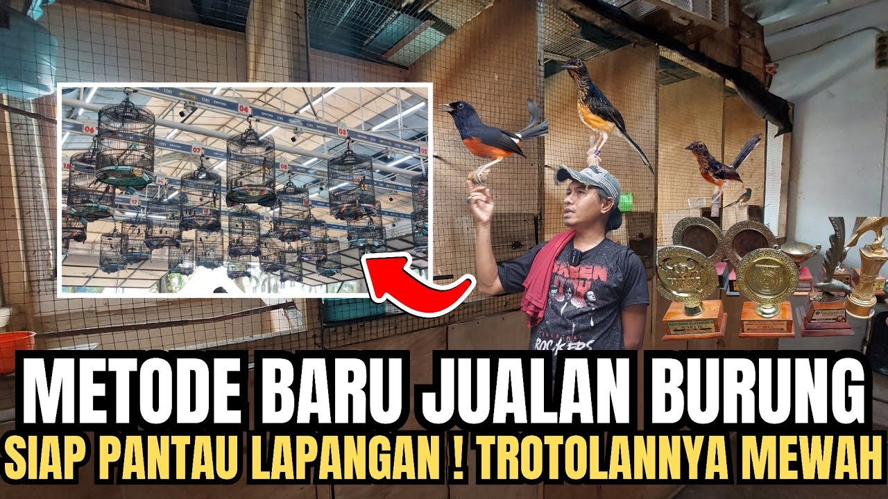 REKOR‼️METODE BARU JUAL TROTOLAN FIGHTER‼️BONUS SEGUDANG🔥 SEKOLAH MURAI DAN SIAP PANTAU LAPANGAN