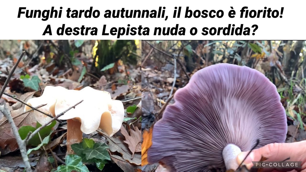 Funghi tardo autunnali, il bosco è fiorito! Distinguere lepista nuda e sordida - Avventure fungaiole