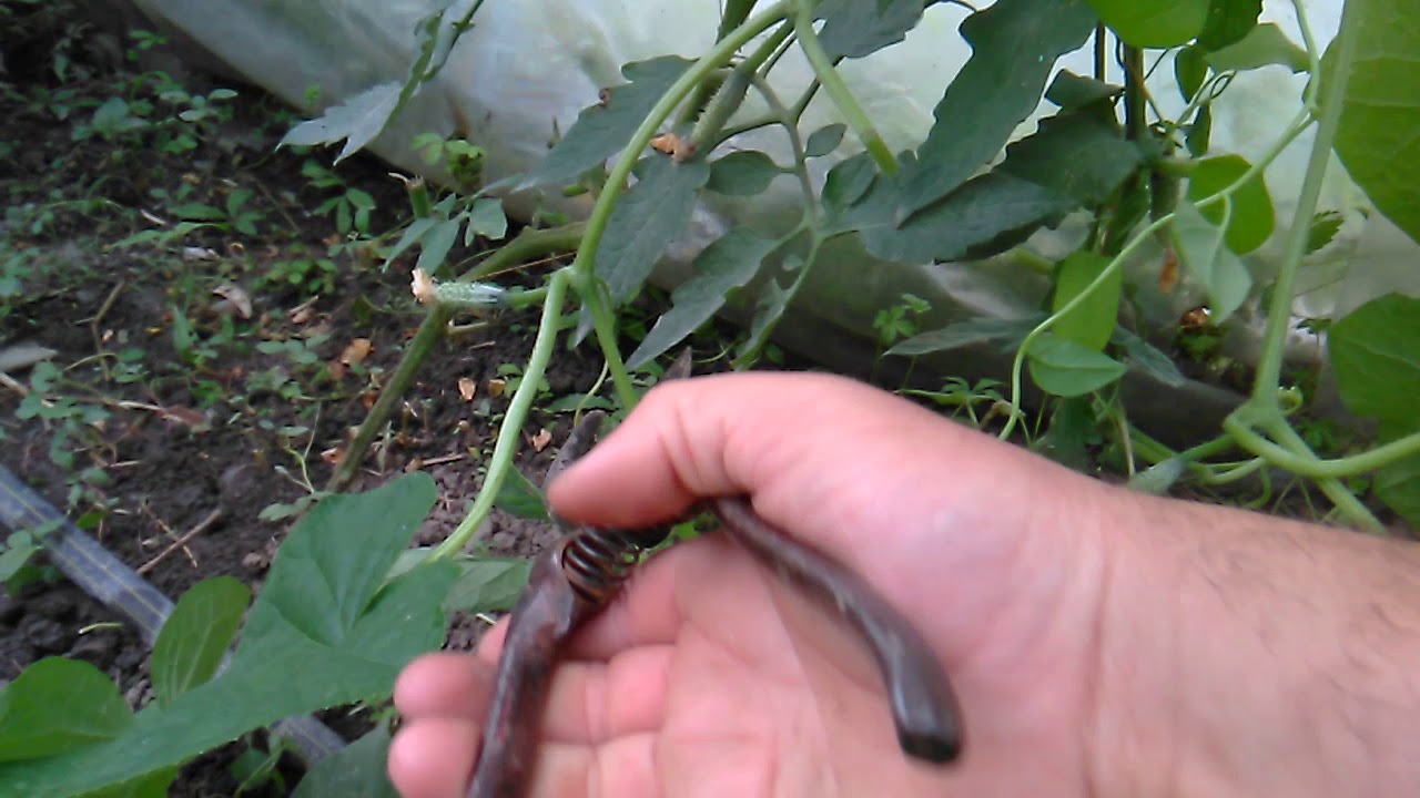 Copilirea castravetilor ,explicații