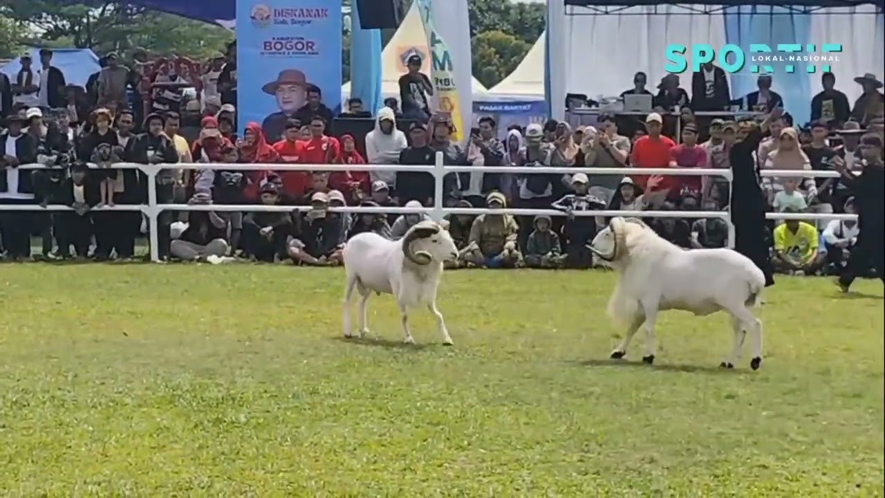 SEJARAH TRADISI SENI KETANGKASAN DOMBA GARUT