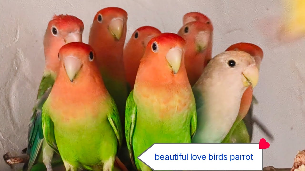 #birds parrot ashok yadav 