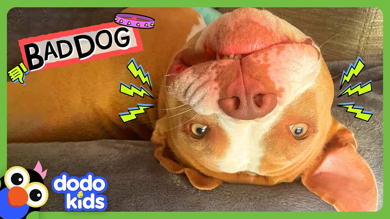 Pretty Pittie Is Really A MUD Monster! | Dodo Kids | Bad Boys And Girls
