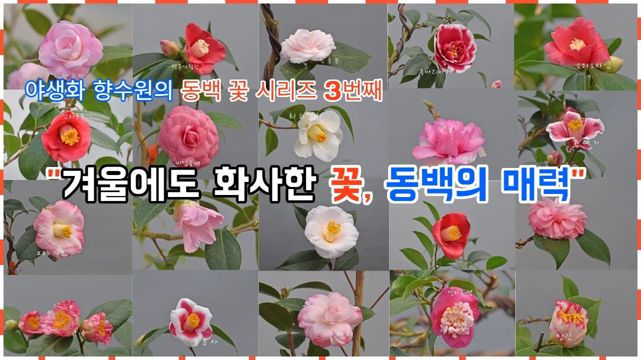 #동백#야생화 향수원#동백시리즈 3번째 영상