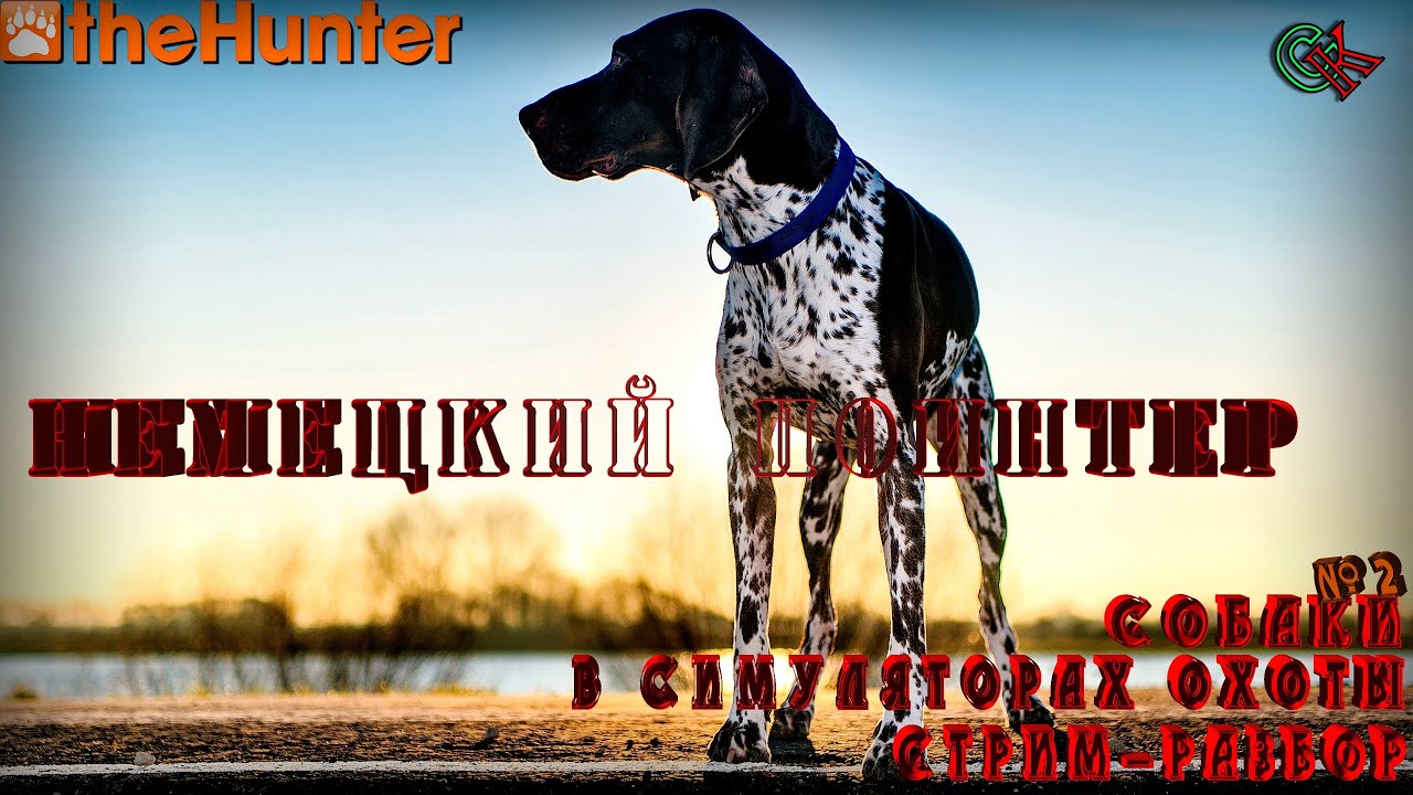 ♢ theHunter Classic ♢ Стрим-разбор ♢ Собаки ♢ НЕМЕЦКИЙ ПОИНТЕР ♢