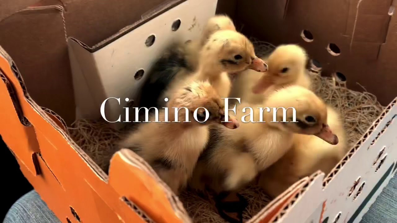 Baby Ancona Ducklings