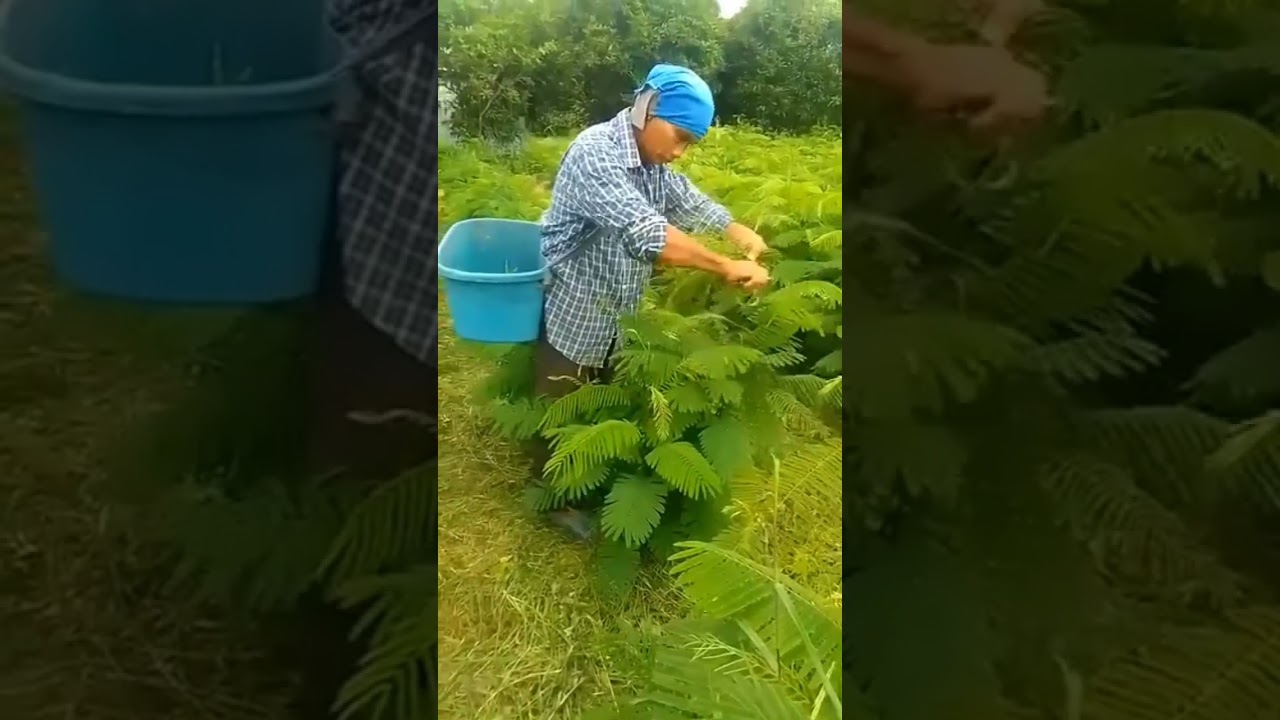 #สวนชะอม
