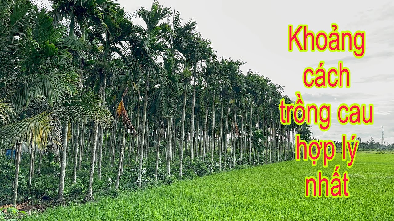 Khoảng cách trồng cau. Trồng chơi vài năm cũng có trai bán.