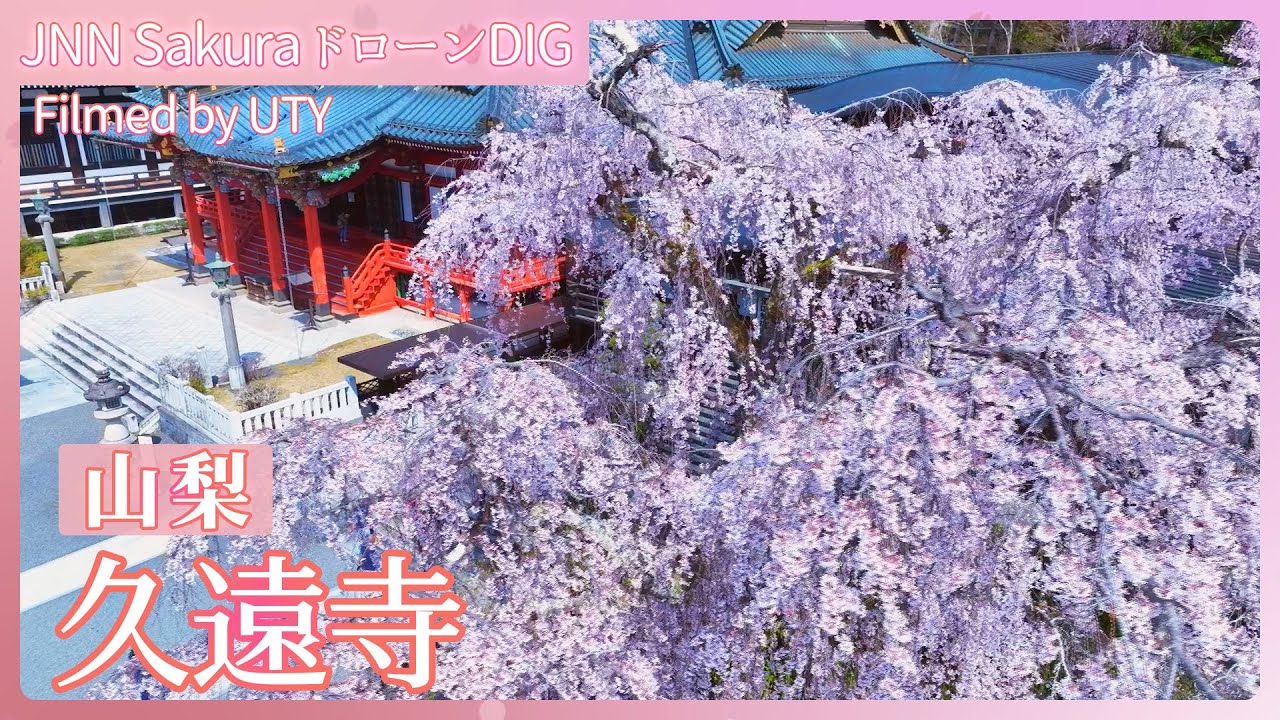 久遠寺のシダレザクラ【JNN sakuraドローンDIG 2024】