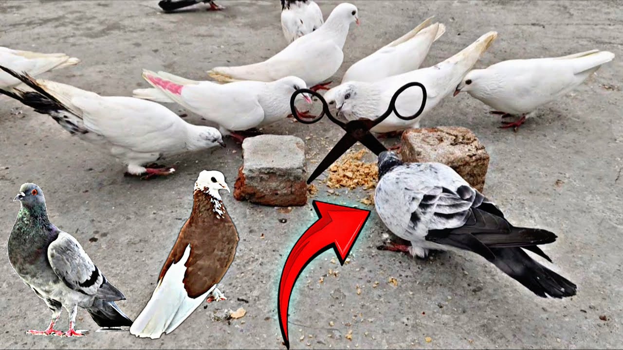 Neha kabutar pakad liya 🕊️🤔 pigeons Birds kabutarbazi kabutarbazi vlogs viral kabutar pigeon pets 🔥