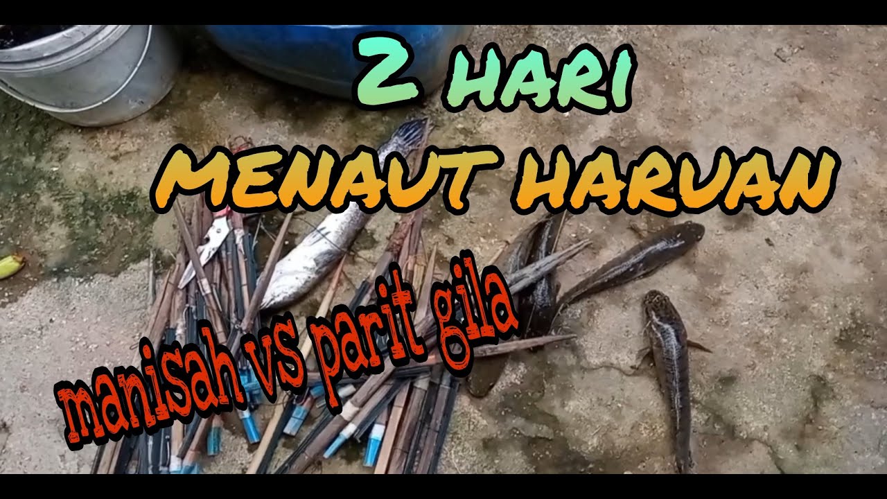 #EP53 Menaut Haruan - rumah manisah dan parit gila