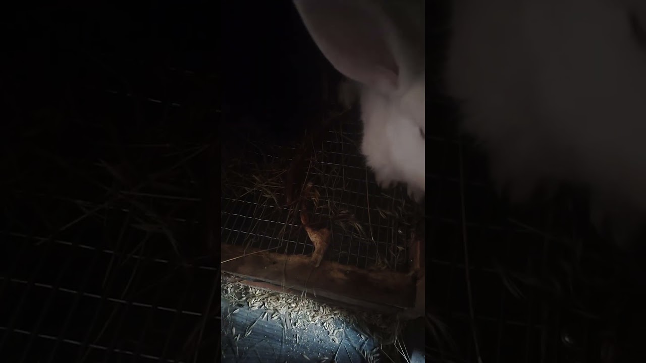 Прибирання у 🐇🐇🐇Досить просте і зручне, якщо у вас такі клітки. Навіть у мороз ❄️❄️❄️