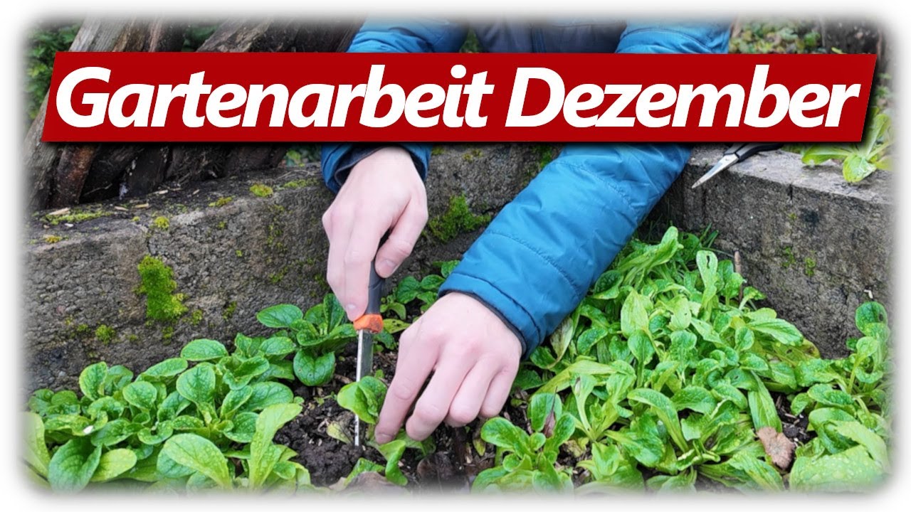 Gartenarbeit Dezember | 2x Noteinsatz, Kartoffeln kaufen, Chili Pulver machen, Kaki ernten