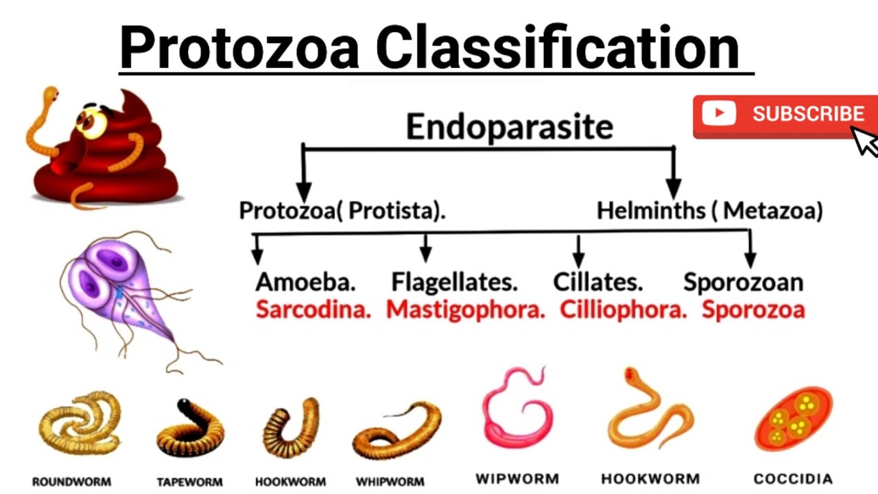 Classification of #Parasites  || #Protozoa || Protista kingdom