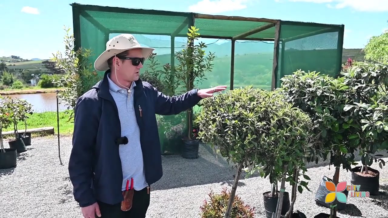 City Living: Nonke Plants
