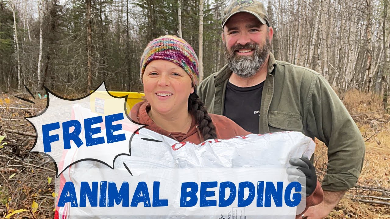 Making FREE animal bedding from our 40-acres | Mr. Reeve is a one-man bander | HOMESTEADING ALASKA