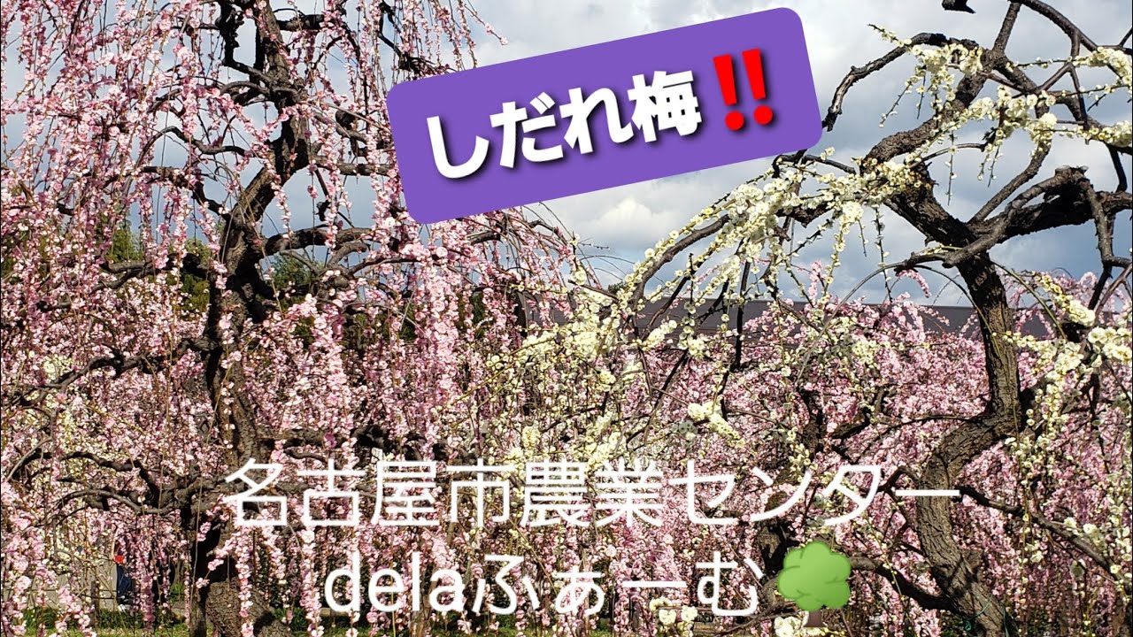 【名古屋観光】【しだれ梅】名古屋市農業センターdela
