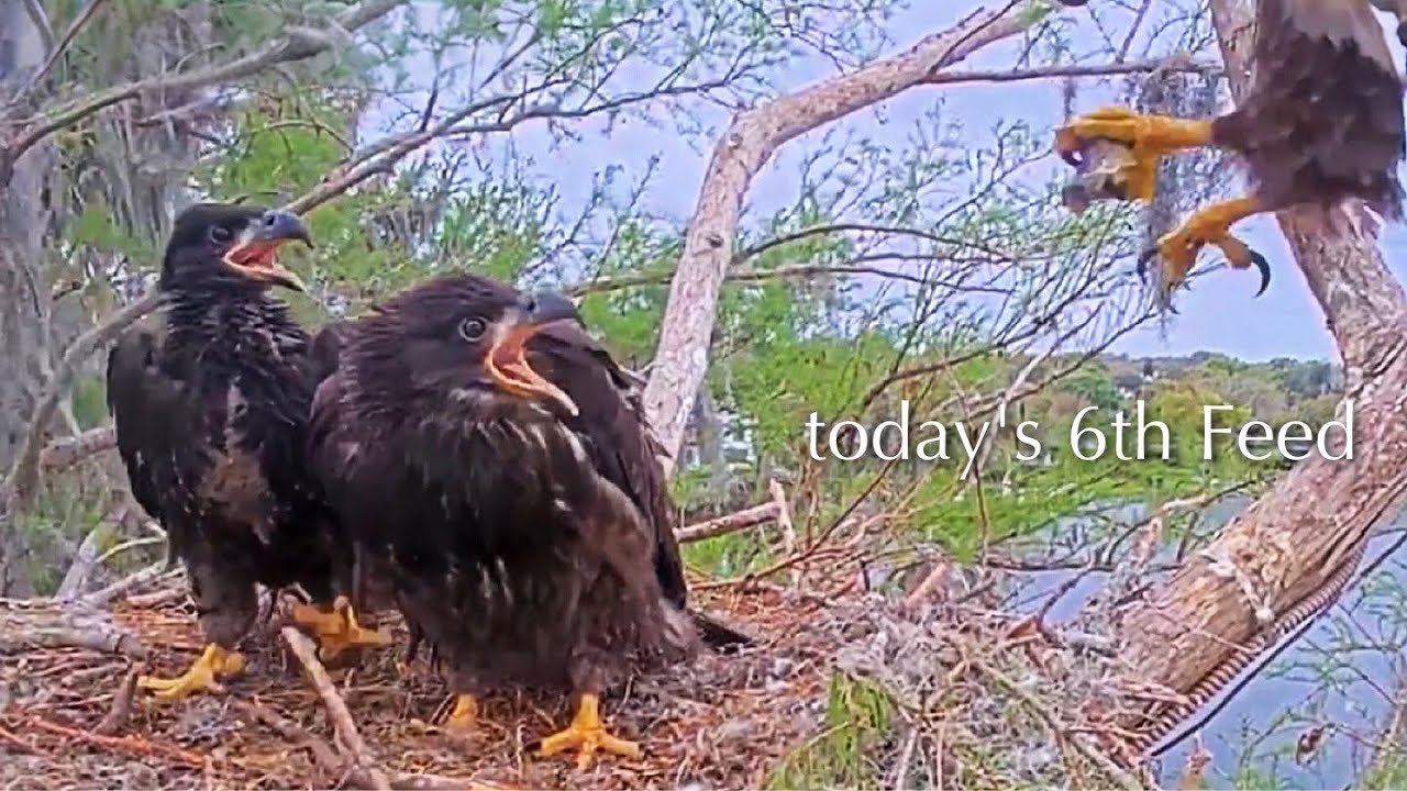 #429🦅Brutus🐥63° & Peanut🐥58°／Winter Park Eagle Nest 2026／Against All Odds:One-Eyed Mom／Wink💗Atlas