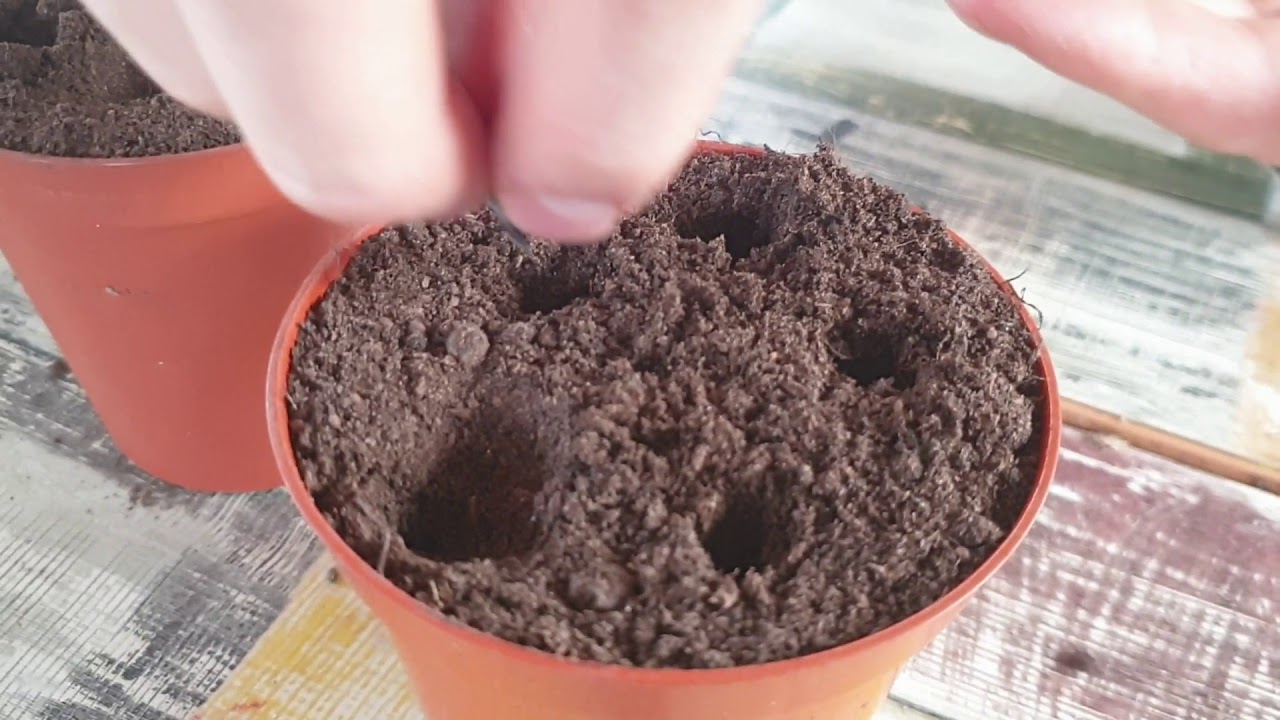 Sowing Sweet Cicely. Peak at Great Mullein. Forest garden Medicinal and edible plants.