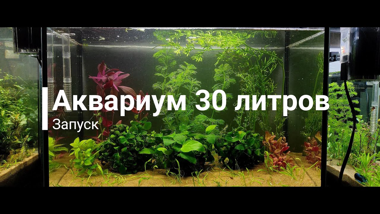 Аквариум 30 литров. Запуск.
