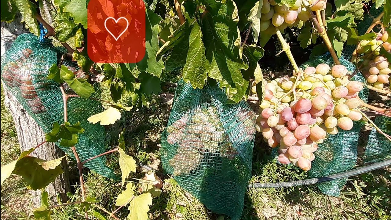 Színesedik az Oscar és a Gróf Monte Christo csemegeszőlő. Aktuális helyzetképek.