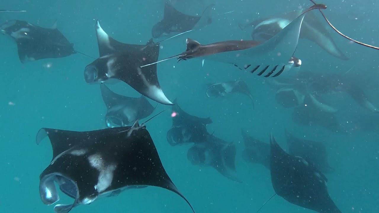 Hanifaru Bay Manta Season