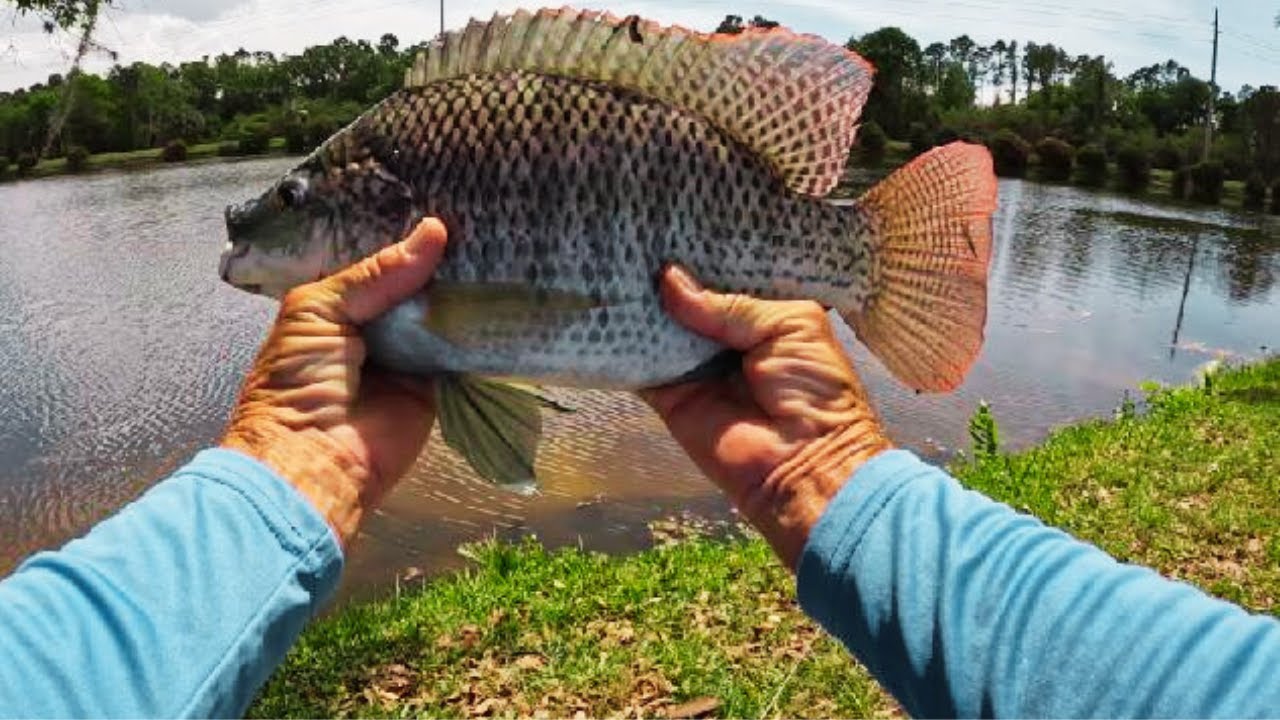 3 Weight Fly Rod Huge Tilapia