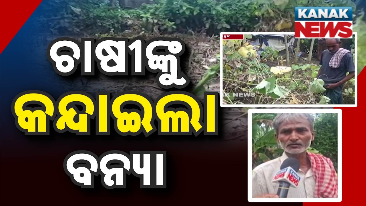 Bhadrak Flood Aftermath | Salandi River Destroys Acres of Vegetable Farms