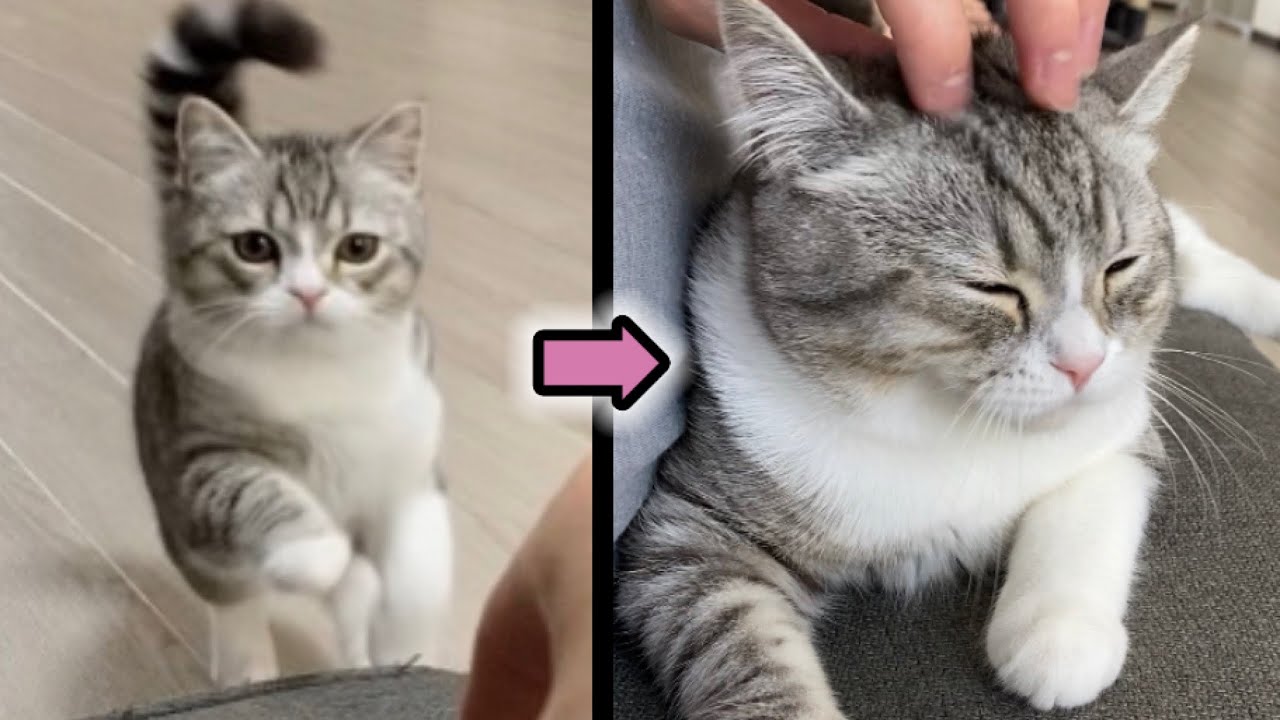 もふもふにお呼びするとダッシュで駆けつけるもち猫まとめ！