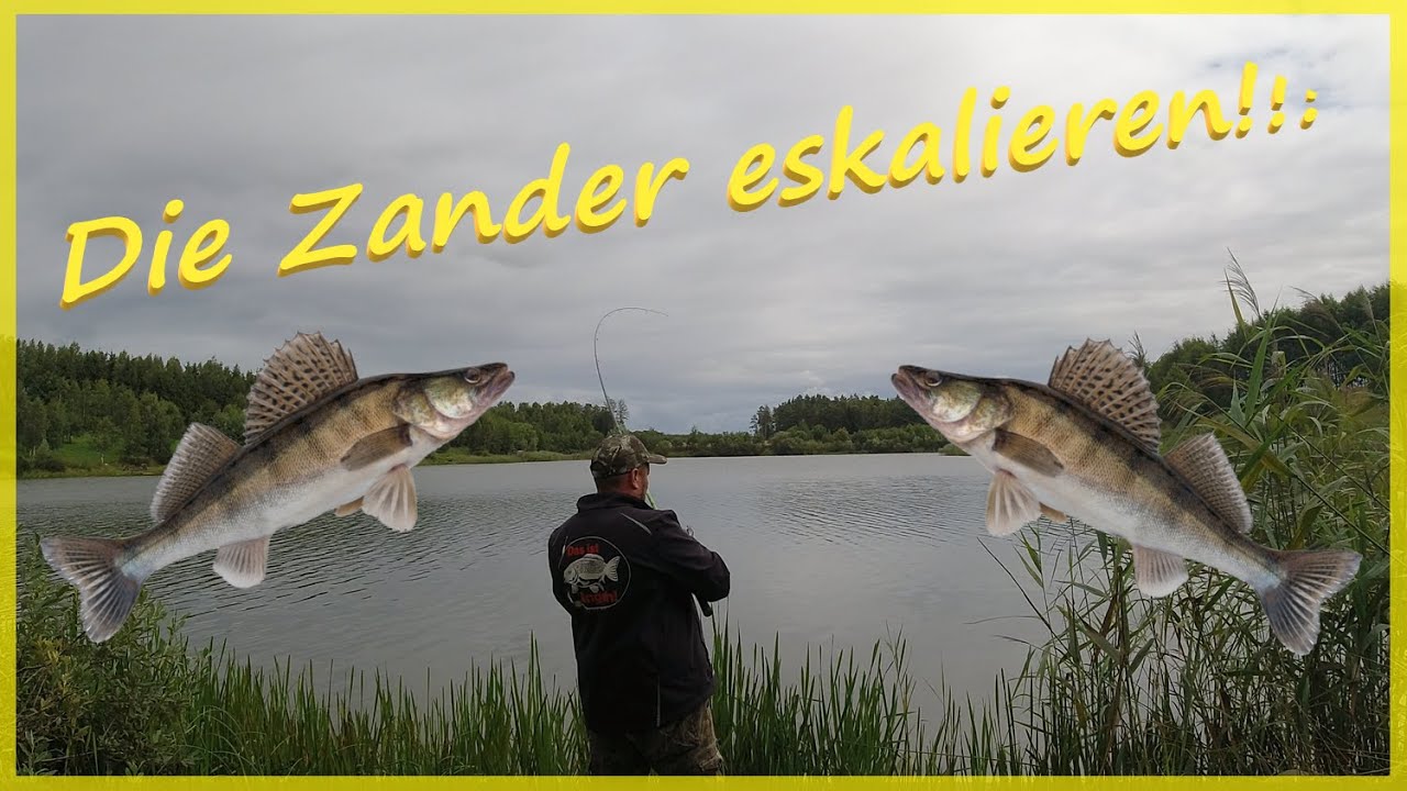 Raubfischangeln mit Köderfisch schaff ich das Tripel und  kann Hecht, Zander und Barsch fangen?
