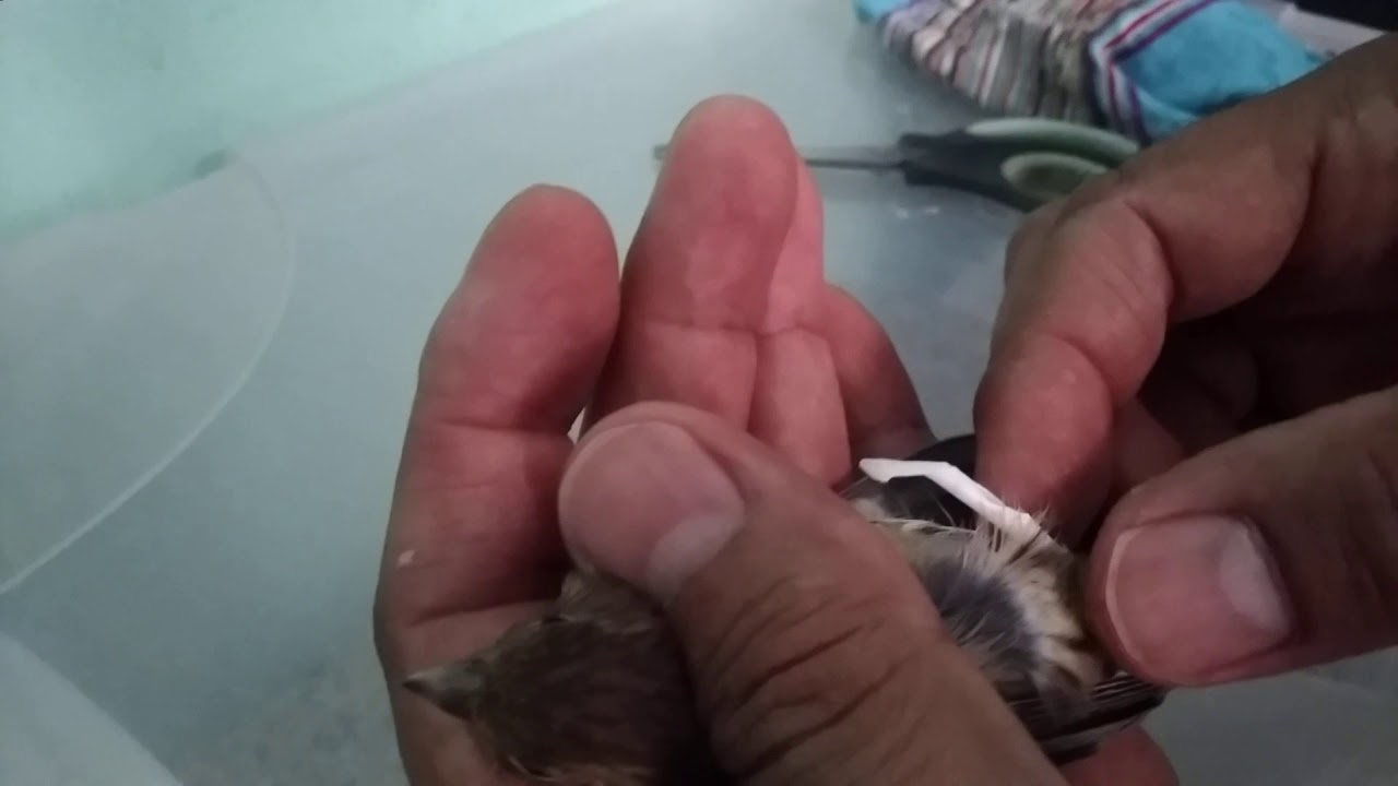 Patte factice pour oiseaux
