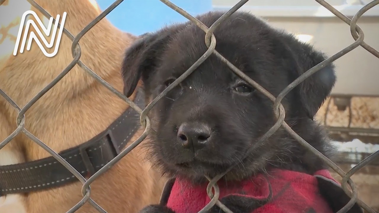 Refugio Buenos Chicos busca familias para más de 200 perritos con “Quiero ser padrino virtual” | JN
