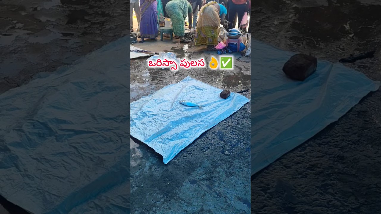 పులస చేపల పులుసు || Pulasa Fish Curry || Most Costliest Fish || Godavari special