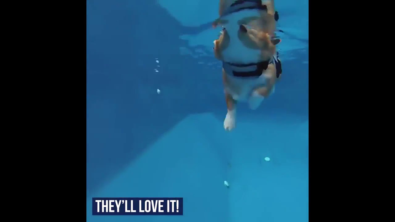 Dog Shark Life Jacket