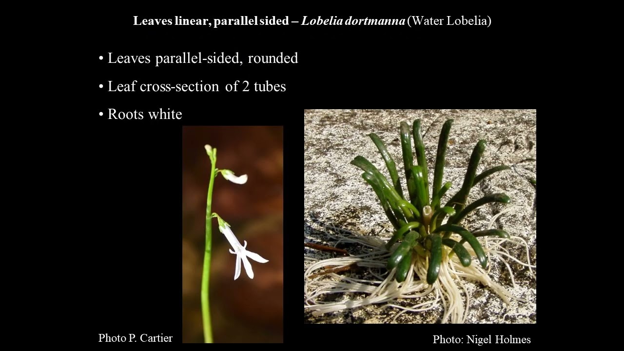 Introduction to spikey-rosette aquatics